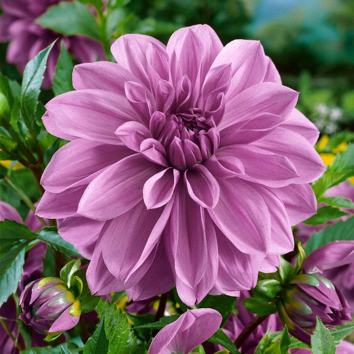 Dahlia 'Lilac Time'