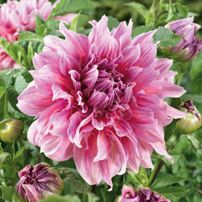 Dahlia 'Maki'