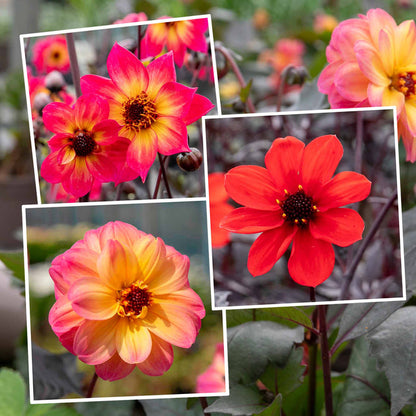 Dahlia Mystic Collection