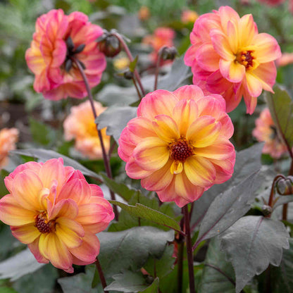 Dahlia Mystic Collection