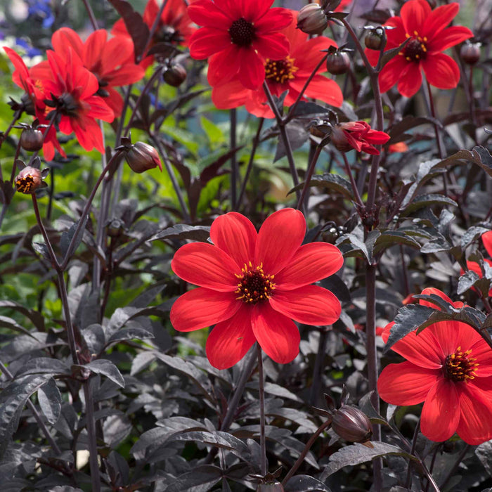 Dahlia Mystic Collection
