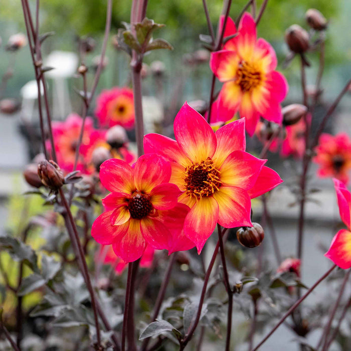 Dahlia Mystic Collection