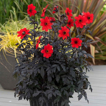Dahlia Mystic Collection