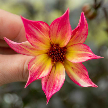 Dahlia Mystic Collection