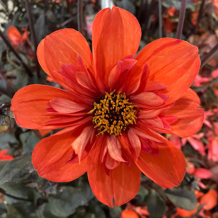 Dahlia 'Mystic Flares Time'