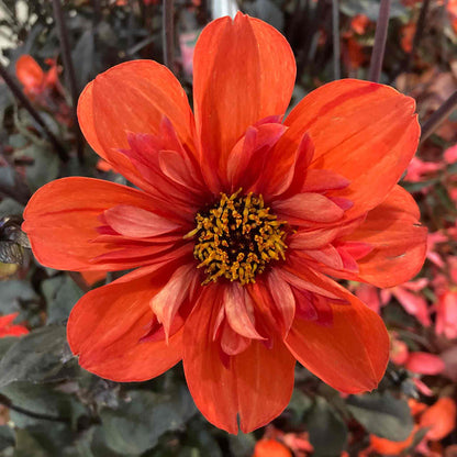 Dahlia 'Mystic Flares Time'