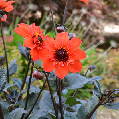 Dahlia 'Mystic Flares Time'