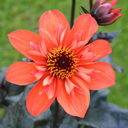 Dahlia 'Mystic Flares Time'
