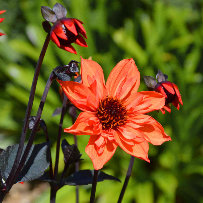 Dahlia 'Mystic Flares Time'