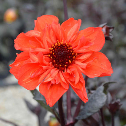 Dahlia 'Mystic Flares Time'