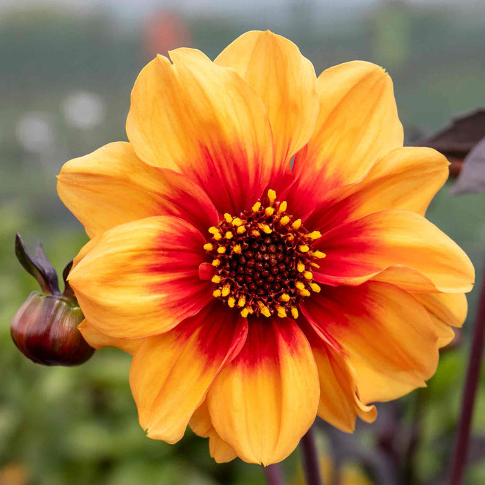 Dahlia 'Sunshine'