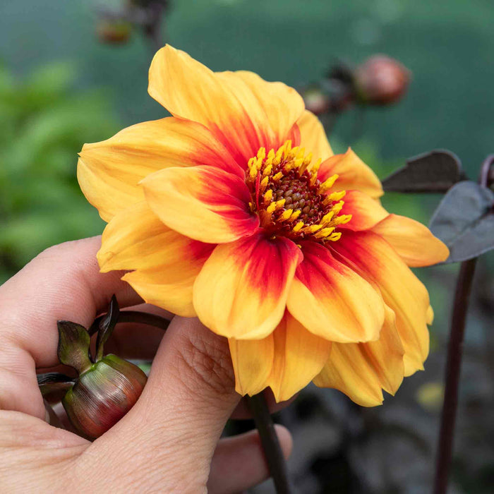 Dahlia 'Sunshine'
