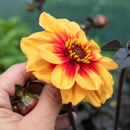 Dahlia 'Sunshine'