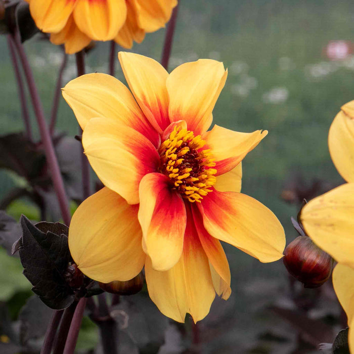 Dahlia 'Sunshine'