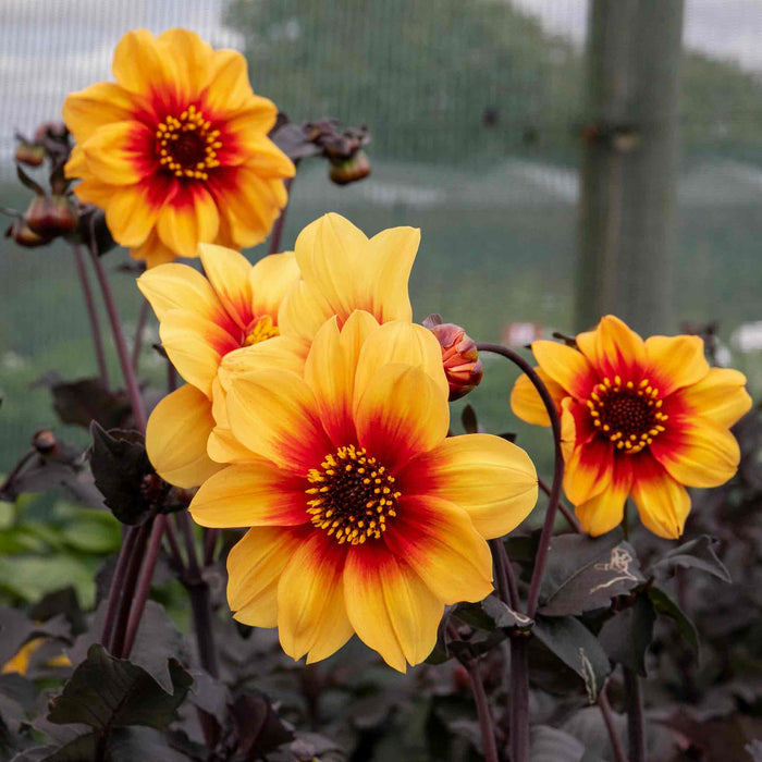Dahlia 'Sunshine'