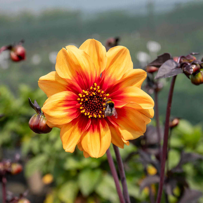 Dahlia 'Sunshine'