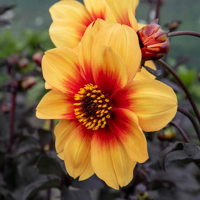 Dahlia 'Sunshine'