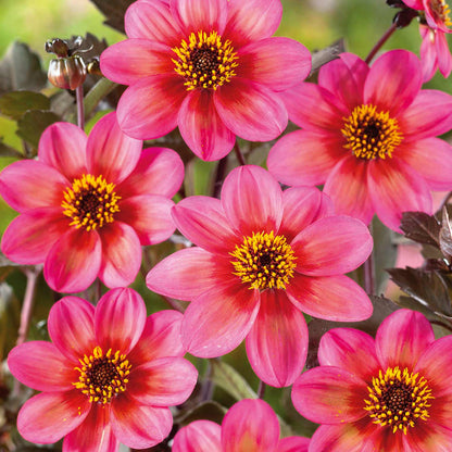 Dahlia 'Tricoloure'