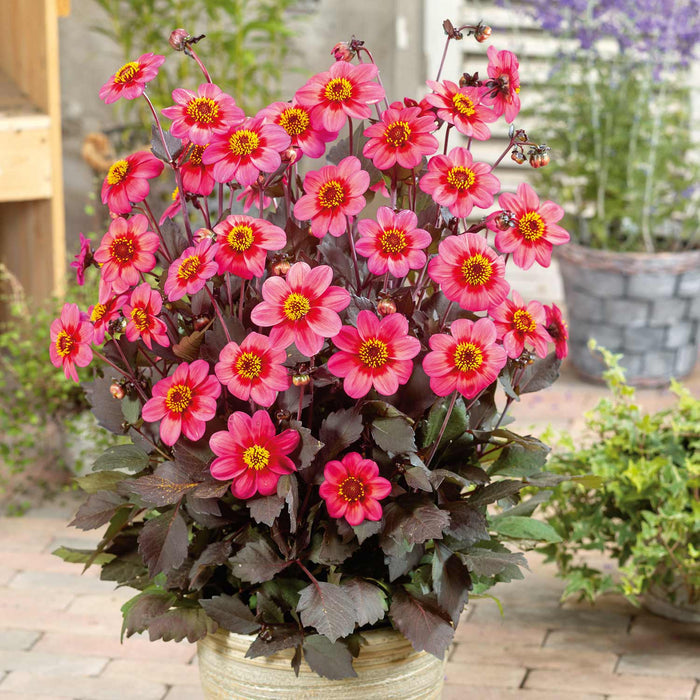 Dahlia 'Tricoloure'