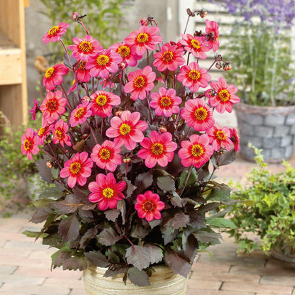 Dahlia 'Tricoloure'