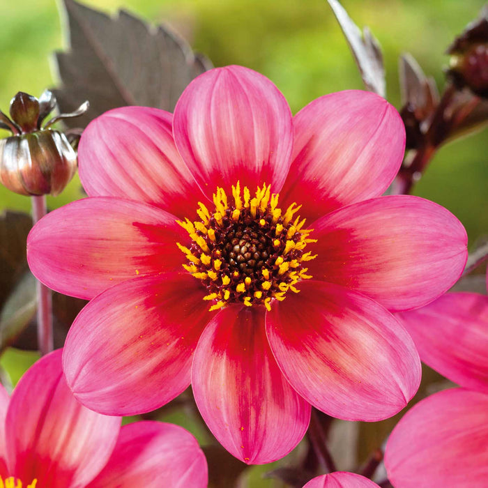 Dahlia 'Tricoloure'