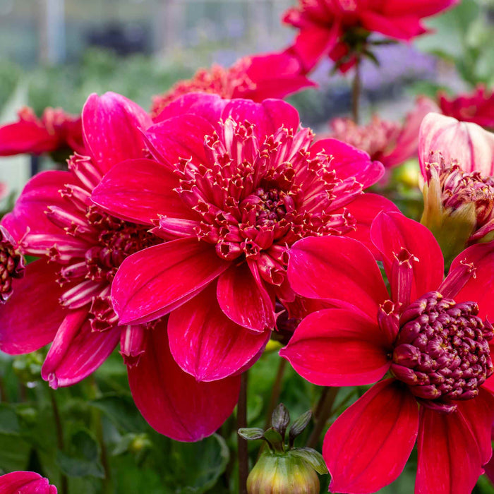 Dahlia Tuber 'Inca'
