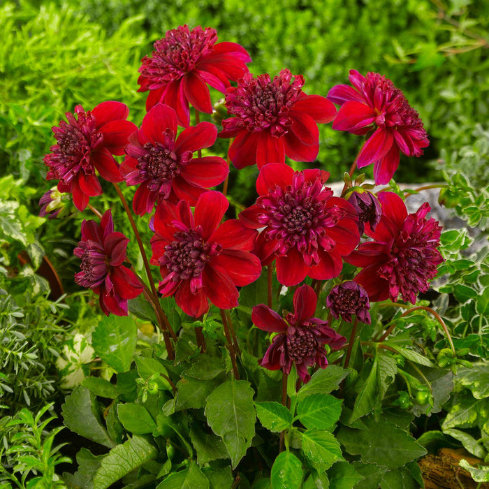 Dahlia Tuber 'Inca'