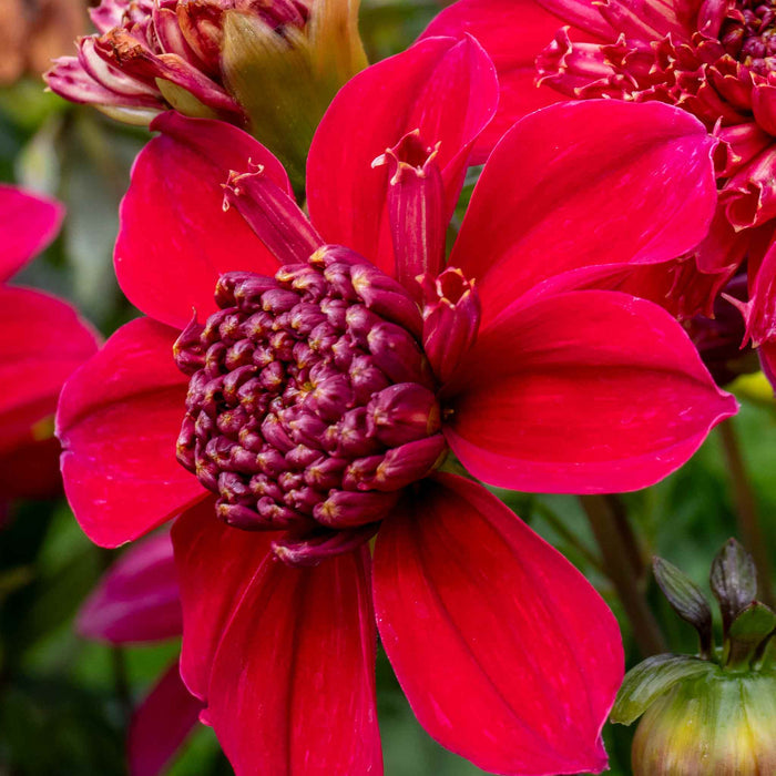 Dahlia Tuber 'Inca'