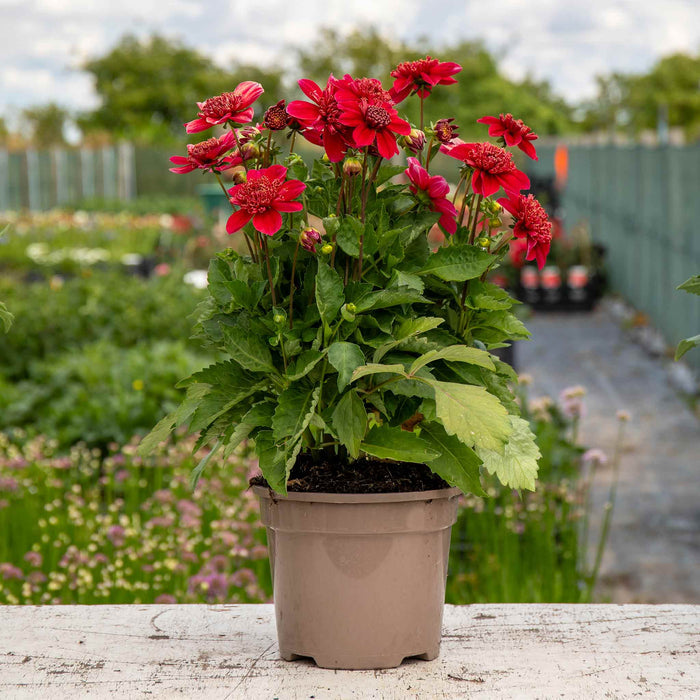 Dahlia Tuber 'Inca'