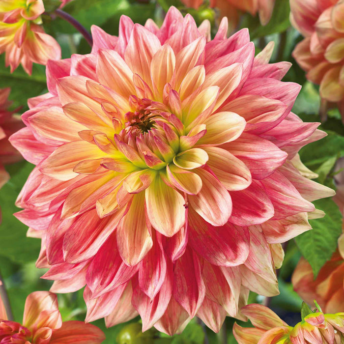 Dahlia 'Wandas Aurora'