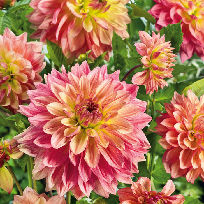 Dahlia 'Wandas Aurora'