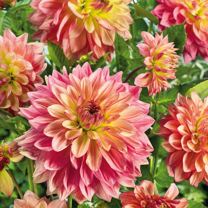 Dahlia 'Wandas Aurora'
