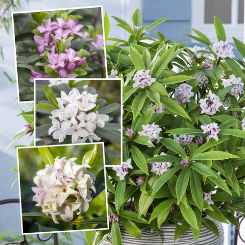 Potted plant with green leaves and white and pink flowers, with close-up insets of flowers.