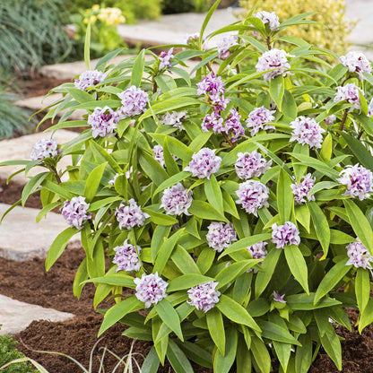 Bush with purple flowers and green leaves in a garden setting