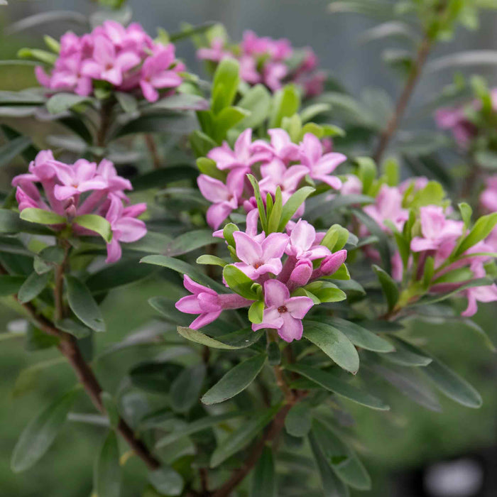 Daphne 'Pink Fragrance'  flowers