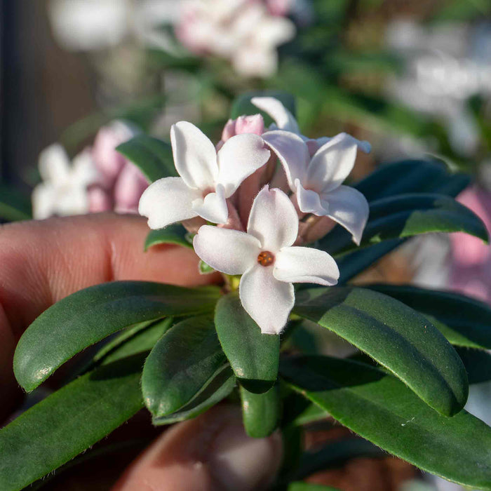 Daphne Collection