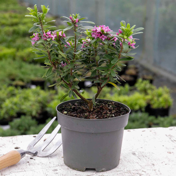 Daphne 'Pink Fragrance'  in a 2 litre  pot