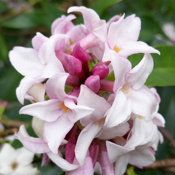 Daphne Collection
