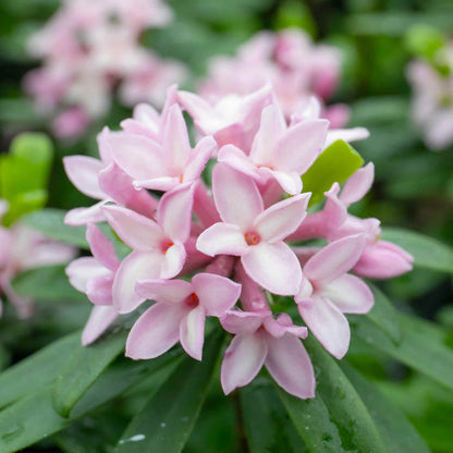 Daphne 'Pink Fragrance' up close