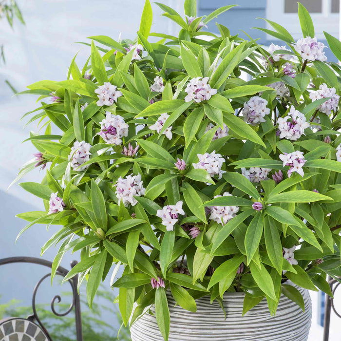 Daphne Collection