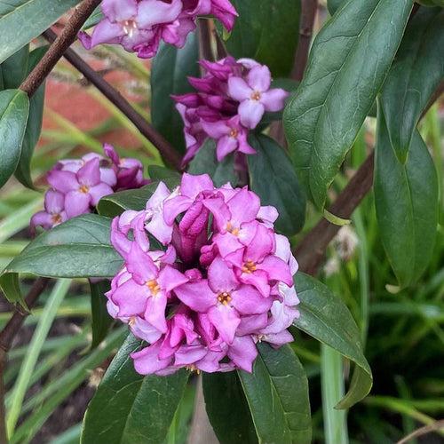 Daphne 'Mary Rose'