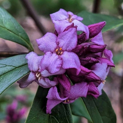 Daphne 'Mary Rose'