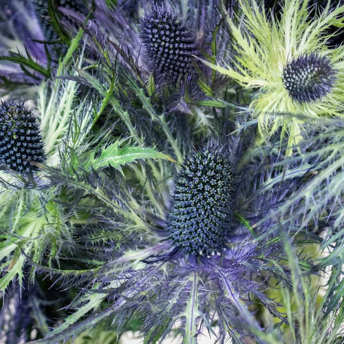 Deep Blue Thistle Wholesale Flower Upclose