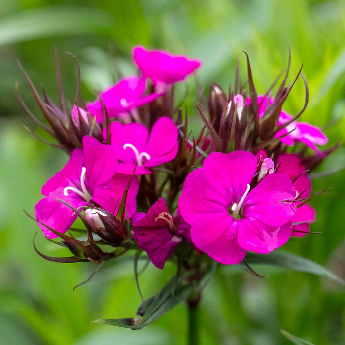 Dianthus 'Dash Magician'
