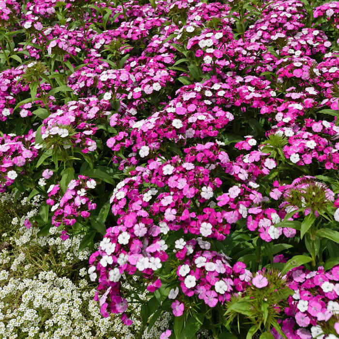Dianthus 'Dash Magician'