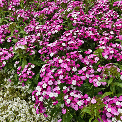 Dianthus 'Dash Magician'
