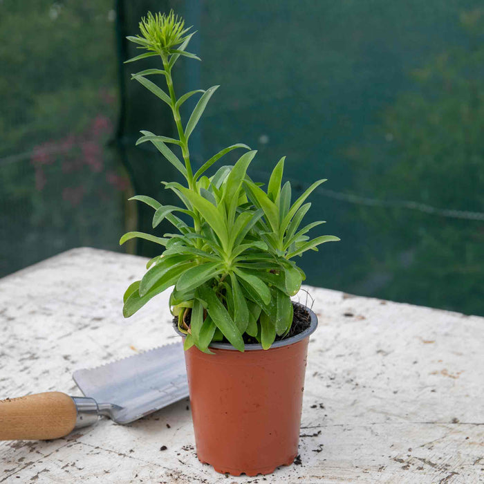 Dianthus 'Dash Magician'