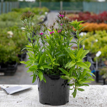 Dianthus 'Dash Magician'