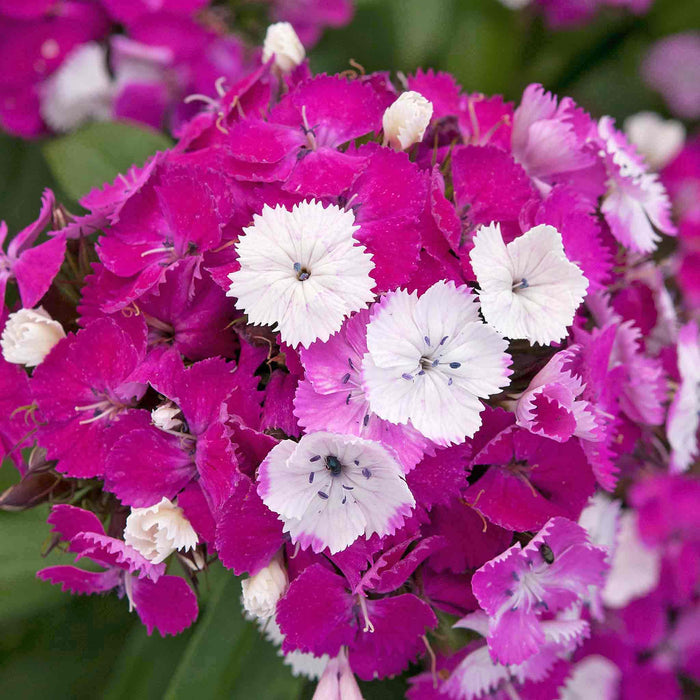 Dianthus 'Dash Magician'