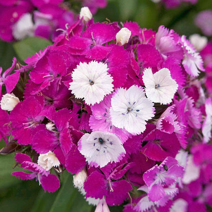 Dianthus 'Dash Magician'